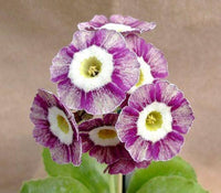 Violet Primula Flower seeds for Planting - Long Bloom Season, Heirloom & GMO Free Seeds for Home Garden
 
 Sale seeds for home garden