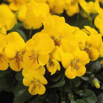 Yellow Viola Flower seeds for Planting - Perfect for Borders, Heirloom & GMO Free Seeds for Home Garden
 
 Sale seeds for planting in home garden