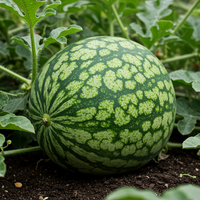 Tendersweet Orange Watermelon Seeds – Heirloom Non-GMO Fruit Seeds for Garden Planting