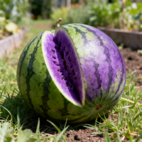 Green Purple Watermelon Planting Seeds – Non-GMO Heirloom Garden Variety