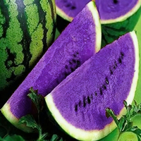 Watermelon Green Purple Seeds for Garden – Heirloom Non-GMO Planting Seeds