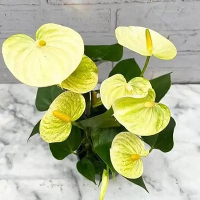 100 Pcs