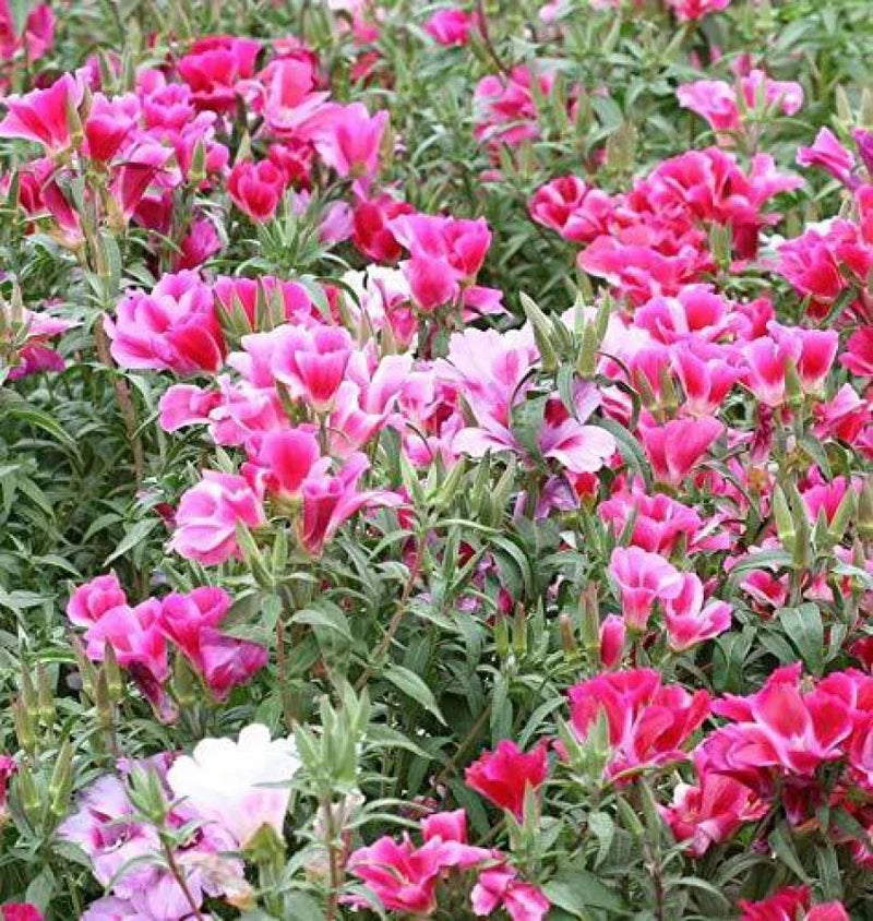 Pink White Clarkia Flower seeds for Planting - Shade Tolerant, Heirloom & GMO Free Seeds for Home Garden