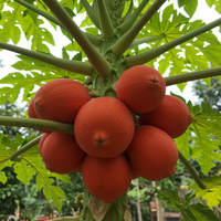 Red Lady Papaya Seeds for Planting – Heirloom Non-GMO Fruit Garden Seeds