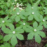 Goldenseal (Hydrastis canadensis) Seeds for Planting – Non-GMO Medicinal Herb for Low Light Gardens
