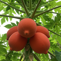 Taiwan Red Lady Papaya Seeds for Planting – Sweet Tropical Fruit, Heirloom, Non-GMO