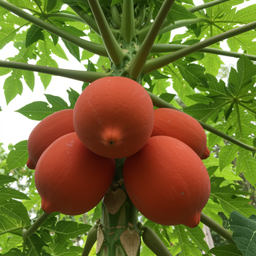 Taiwan Red Lady Papaya Seeds for Planting – Sweet Tropical Fruit, Heirloom, Non-GMO