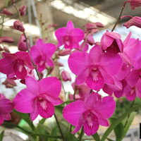 Dendrobium Flower seeds for Planting Wildflower Mix Heirloom & GMO Free Seeds for Home Garden