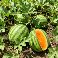 Tendersweet Orange Watermelon Seeds – Heirloom Non-GMO Fruit Seeds for Garden Planting