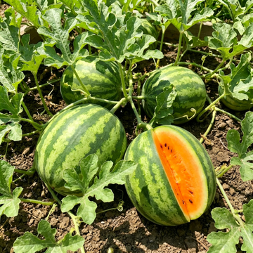 Tendersweet Orange Watermelon Seeds – Heirloom Non-GMO Fruit Seeds for Garden Planting