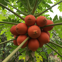 Red Lady Papaya Planting Seeds – Heirloom Non-GMO Papaya Fruit Seeds