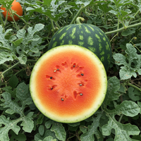 Tendersweet Orange Watermelon Seeds for Planting – Heirloom Non-GMO Garden Seeds