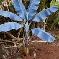 Blue Java Banana Fruit Seeds for Planting – Heirloom Non-GMO Garden Variety