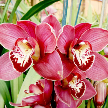 Mix Orchid flower seeds for planting in home gardens and containers