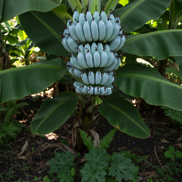 Blue Java Banana Fruit Seeds for Planting – Heirloom Non-GMO Garden Variety
