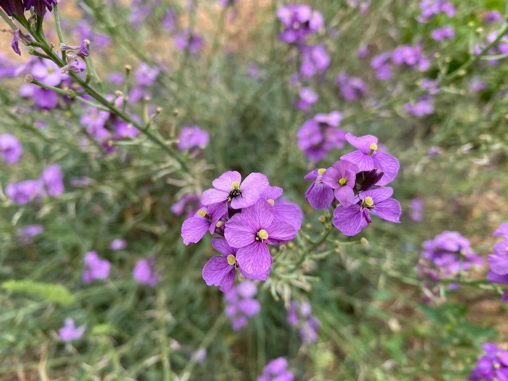 Violet Linifolium Flower seeds for Planting Shade Tolerant Heirloom & GMO Free Seeds for Home Garden 
 
 Sale