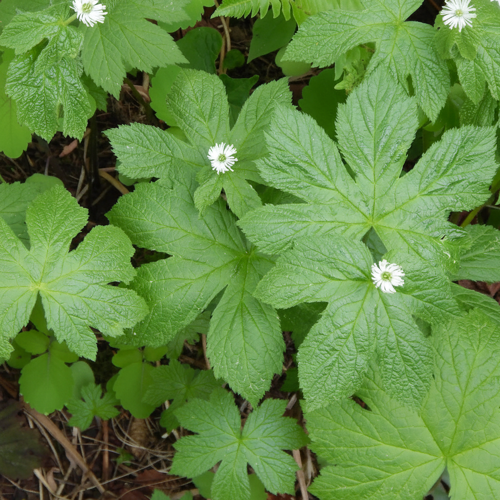 Hydrastis canadensis Goldenseal Seeds for Planting – Non-GMO Herb for Shaded Areas