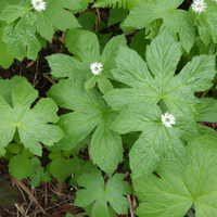Goldenseal Herb Seeds (Hydrastis canadensis) – Heirloom Variety for Shade Gardens