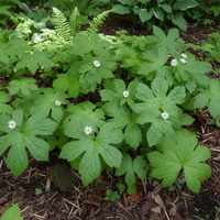Goldenseal Herb Seeds (Hydrastis canadensis) – Heirloom Variety for Shade Gardens