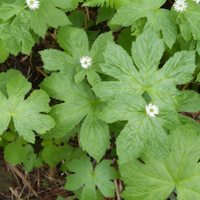 Hydrastis canadensis Goldenseal Seeds for Planting – Non-GMO Herb for Shaded Areas