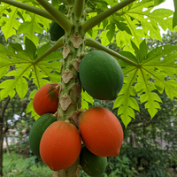 Red Lady Papaya Seeds for Planting – Heirloom Non-GMO Fruit Garden Seeds