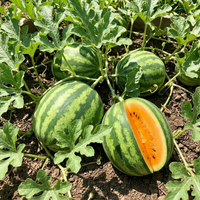 Tendersweet Orange Watermelon Planting Seeds – Heirloom Variety, Non-GMO
