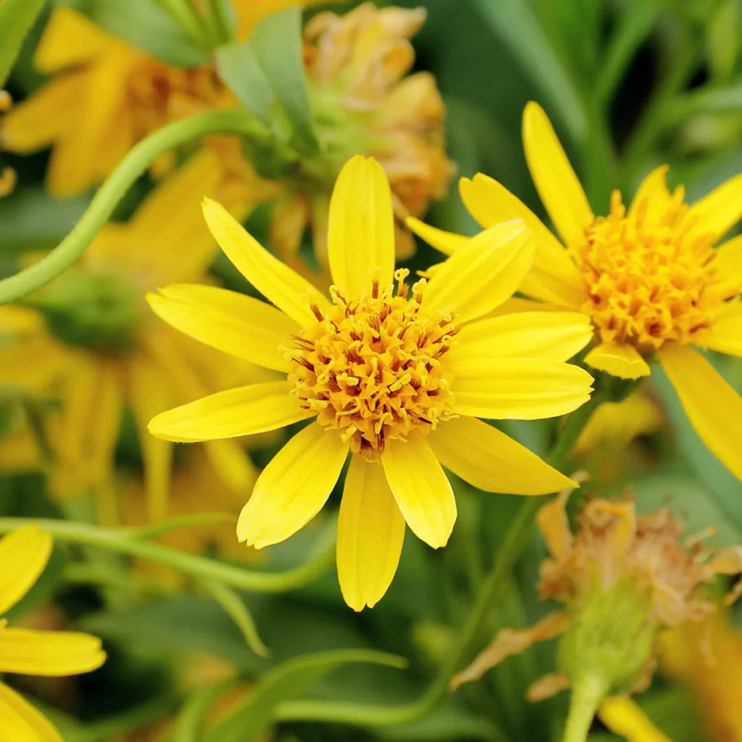 Arnica Flower seeds for Planting Drought Tolerant Heirloom & GMO Free Seeds for Home Garden 
 
 Sale