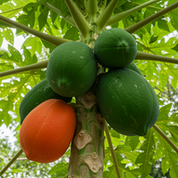Red Lady Papaya Planting Seeds – Heirloom Non-GMO Papaya Fruit Seeds