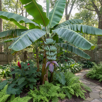 Blue Java Ice Cream Banana Seeds – Heirloom Non-GMO Seeds for Home Gardening