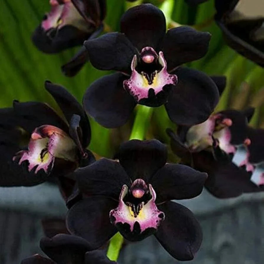 Black orchid with elegant dark-colored blooms in a decorative display.