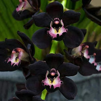 Black orchid with elegant dark-colored blooms in a decorative display.