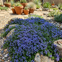 Blue Creeping Thyme Seeds for Planting – Non-GMO Heirloom Flower Seeds for Garden Ground Cover