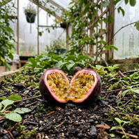 Non-GMO Purple Passion Fruit Seeds for Gardening – Heirloom Plant Seeds