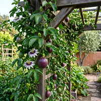 Purple Passion Fruit Planting Seeds – Non-GMO Heirloom Garden Variety