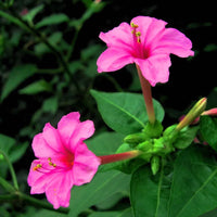 Heirloom Mirabilis Jalapa Flower seeds for Planting Easy to Grow Heirloom & GMO Free Seeds for Home Garden