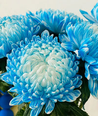 Light Blue Chrysanthemum Flower seeds for Planting - Easy to Grow, Heirloom & GMO Free Seeds for Home Garden