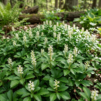 Pachysandra Flower Seeds – Non-GMO Heirloom Seeds for Home Gardening