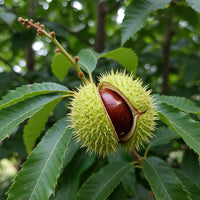 Chinquapin Chestnut Tree Seeds for Planting – Heirloom Non-GMO Organic Seeds