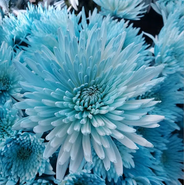 Sky Blue & White Chrysanthemum Flower seeds for Planting Cottage Garden Essential Heirloom & GMO Free Seeds for Home Garden 
 
 Sale