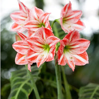 Red White Hippeastrum Rutilum Flower seeds for Planting Fragrant Blossoms Heirloom & GMO Free Seeds for Home Garden 
 
 Sale
