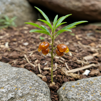 Non-GMO Boswellia Sacra Seeds for Planting – Heirloom Frankincense Tree Seeds