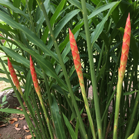Ginger Root for Planting – Organic Non-GMO Rhizomes for Culinary and Herb Gardens