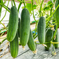 Sorvanets F1 Cucumber Seeds – Disease-Resistant and High-Yielding