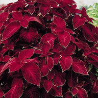 Red Coleus Flower seeds for Planting Cottage Garden Essential Heirloom & GMO Free Seeds for Home Garden