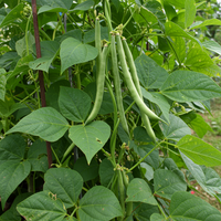 Heirloom Missouri Wonder Pole Bean Seeds – Climbing Green Bean Seeds for Organic Non-GMO Gardening