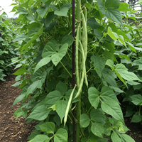 Missouri Wonder Climbing Pole Bean Seeds – Heirloom Green Beans for Planting, Organic Non-GMO