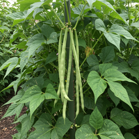 Heirloom Missouri Wonder Green Bean Seeds – Pole Climbing Variety for Planting, Non-GMO Organic