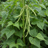 Heirloom Missouri Wonder Green Bean Seeds – Pole Climbing Variety for Planting, Non-GMO Organic