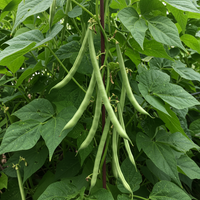 Missouri Wonder Pole Bean Seeds for Planting – Heirloom Climbing Green Beans, Organic Non-GMO