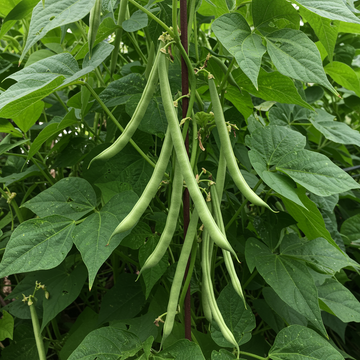 Missouri Wonder Pole Bean Seeds for Planting – Heirloom Climbing Green Beans, Organic Non-GMO